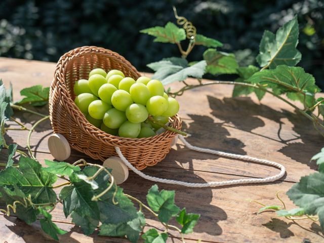 oboco grapes