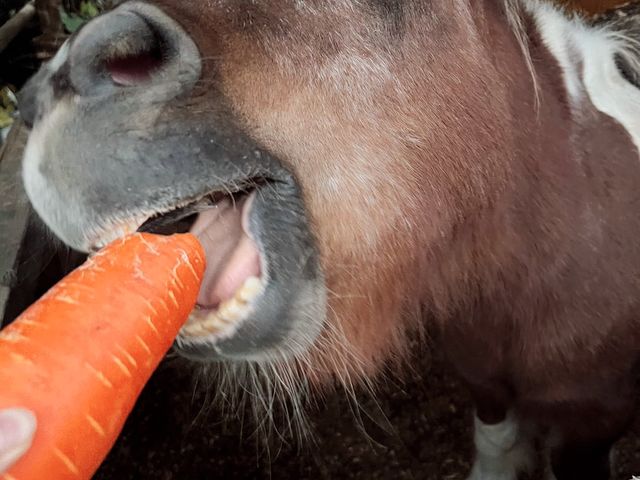 フジホースライディングクラブ