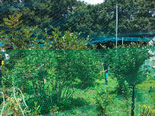 あおきの森ブルーベリー園