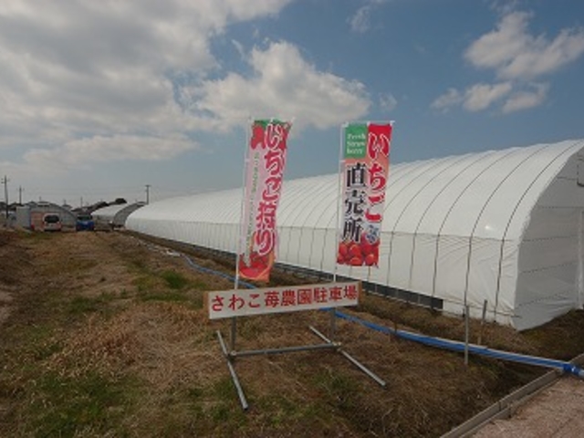 イチゴ狩り、直売の旗_さわこ苺農園
