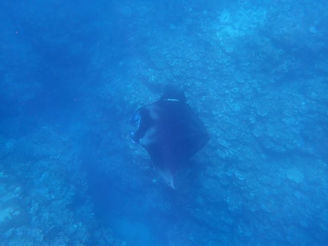 石垣島あいくるシーサー