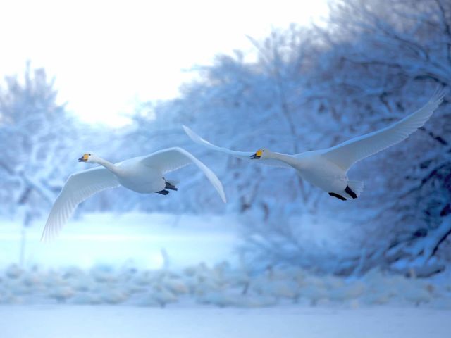 瓢湖白鳥観察舎販売組合
