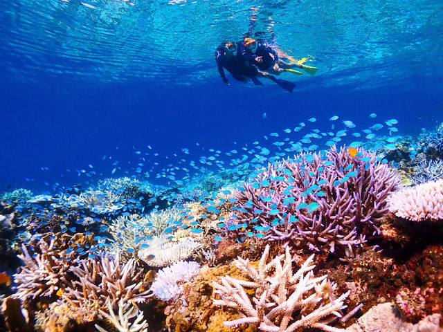 八重干瀬のカラフルなサンゴ礁・熱帯魚の景色は圧巻ものです!_グルービーブルー