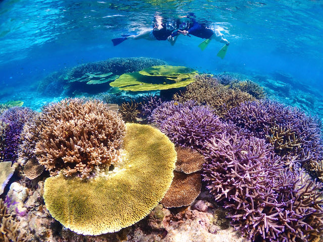 カラフルな熱帯魚とサンゴ礁の水中世界へご案内!お連れ様と素敵な時間をお過ごしください♪_グルービーブルー