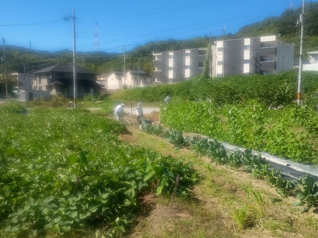 初秋、さつまいも畑の横に冬用のブロッコリを植えています_飯田農園直売所