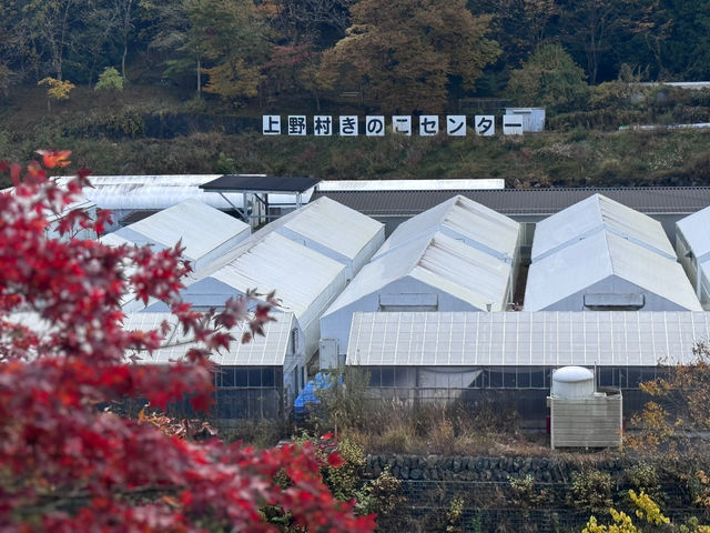 美しい山や川に囲まれた自然豊かな場所。_上野村きのこセンター