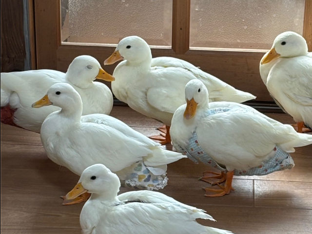 Maroney Fam(マロニーファム)