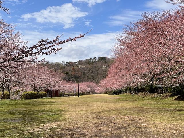 東伊豆クロスカントリーコース(桜回廊)