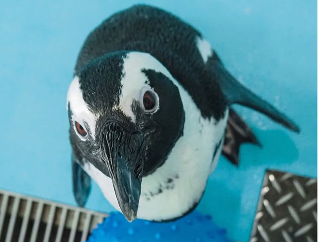 Penguin Cafe TAIL