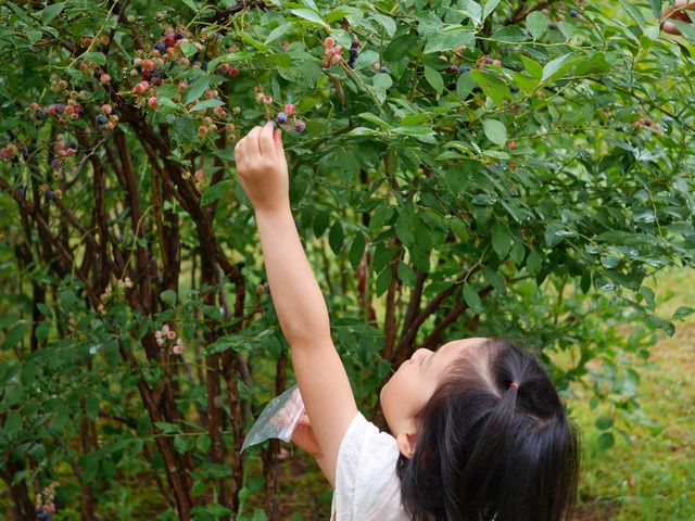 数藤農園