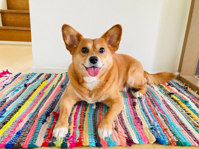 看板犬のポチ子。
人が大好きで助手気取りで寄り添います。
*ワンちゃんが苦手な方は事前にお知らせくださいね。_Craft for Kids