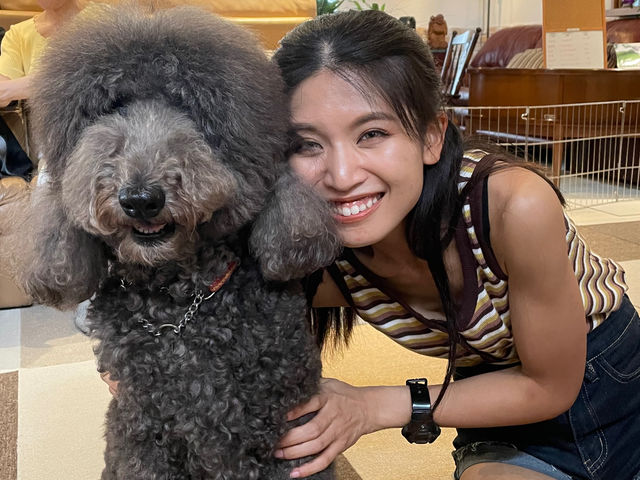 いろんな種類のわんちゃんたちがいます♪(その日によってメンバーは変わります)_犬カフェ カタノダプラス