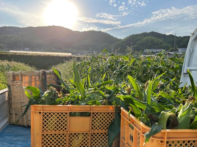 うしろ農園