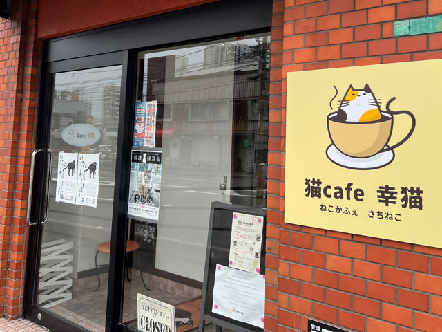 猫cafe 幸猫-サチネコ-