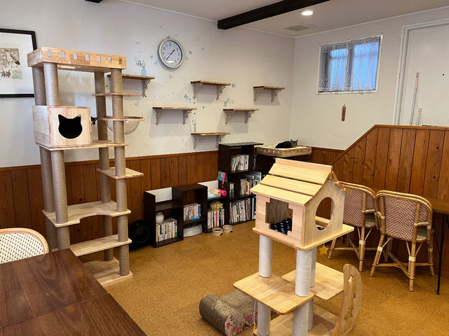 猫cafe 幸猫-サチネコ-