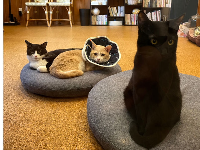 猫cafe 幸猫-サチネコ-