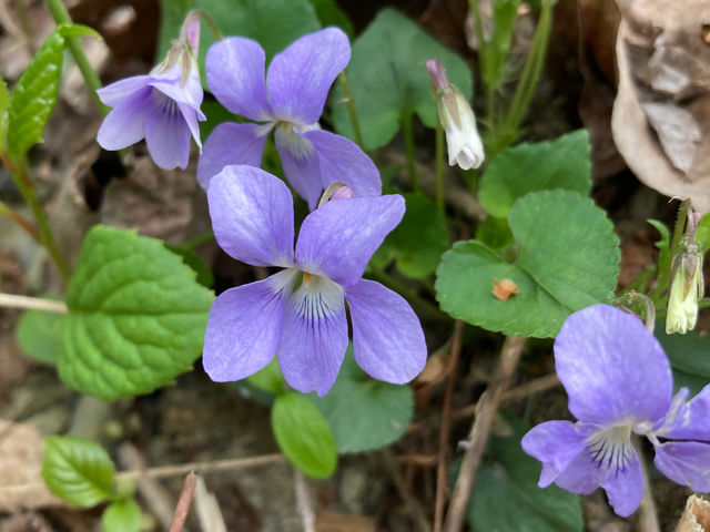 グリーンシーズ始まりは様々な植物たちが花咲かせます。水辺だけでなく丘の上にも目を向けて自然観察もできます。
野鳥たちもたくさん囀り観察しやすいです。_アウトドアガレージ十勝