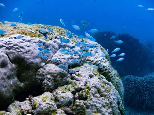 浅いビーチでもこんなに鮮やかなお魚の群れに出会えちゃう!_Seas the day