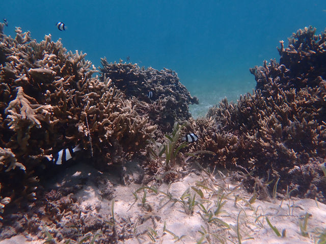 カラフルな熱帯魚とサンゴ礁が目の前に!!_Seas the day