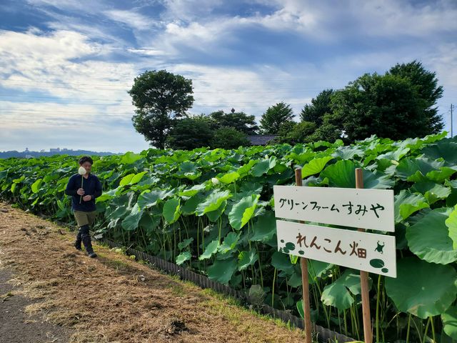 夏の日差しで大きな葉を広げ、土の中では蓮根がすくすくと育っています。真夏でも九頭竜川の冷たい綺麗な水がたっぷり注がれて元気いっぱい。
_株式会社グリーンファーム角屋