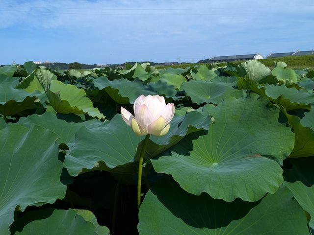 7月中旬には葉の山から顔を出すように、白い花を咲かせます。午前中のみ花を開き、午後には閉じます。_株式会社グリーンファーム角屋