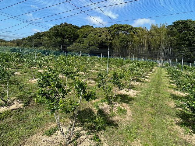 木と木の間が広いので、ゆったり摘み取りできます!_ブルーベリーハイブッシュ麦猫農園