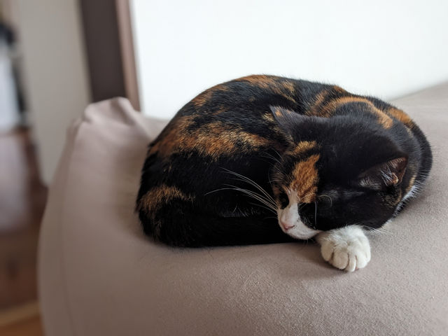 敷地内の猫_ぴよぴよハウス九美上