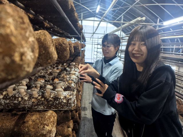 霜降しいたけ 有機農園