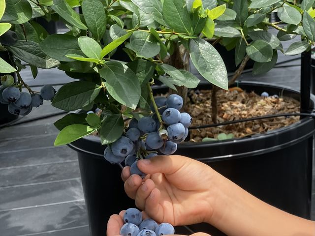 ブルーベリーファームきしがわ