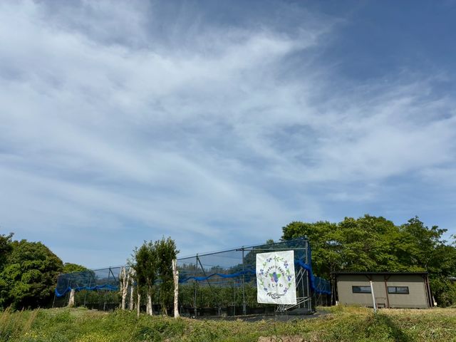 ブルーベリーファームきしがわ