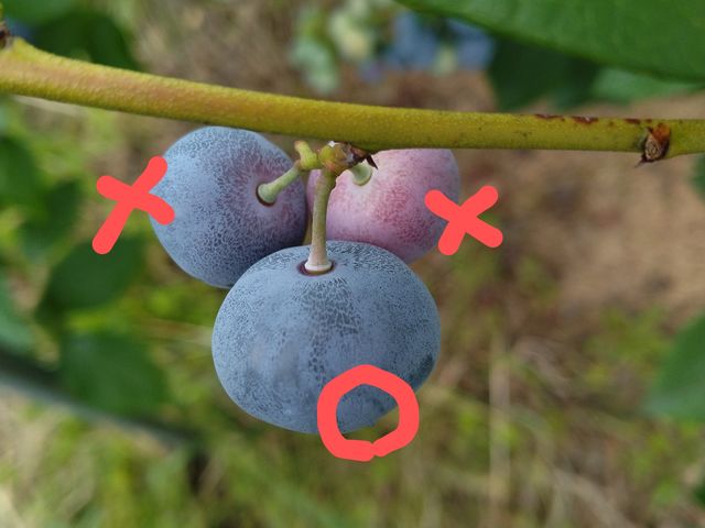へたの周りが濃く色づいた実から採取して、珠玉の味をご堪能ください!_堀内果実園