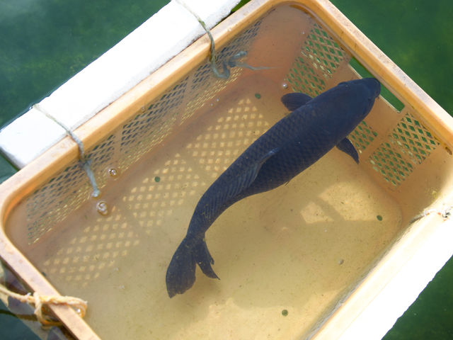 大きい鯉から可愛い金魚まで釣れます!_花咲くじっちゃま