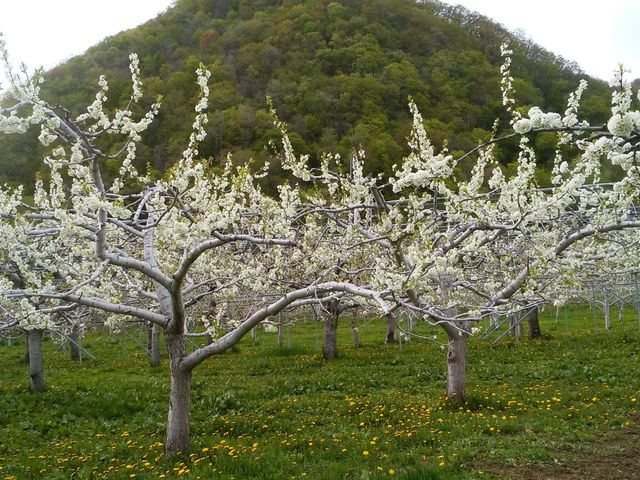 サクランボの花_砥山ふれあい果樹園