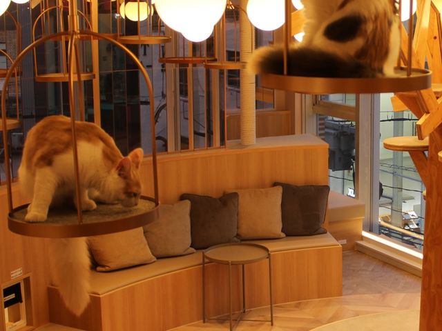 猫カフェMOCHA(モカ)天神大名店