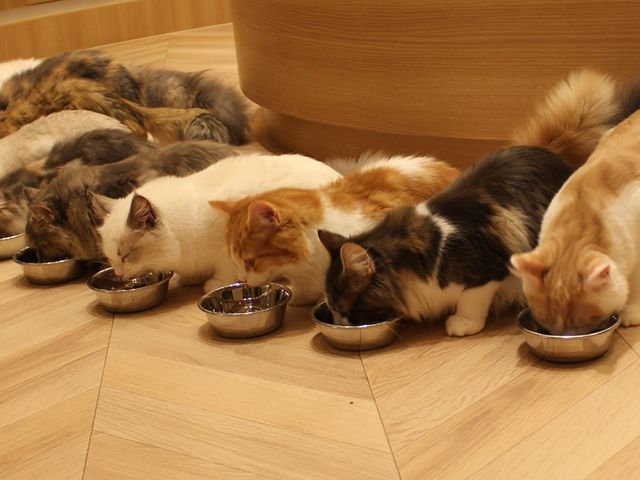 猫カフェMOCHA(モカ)天神大名店