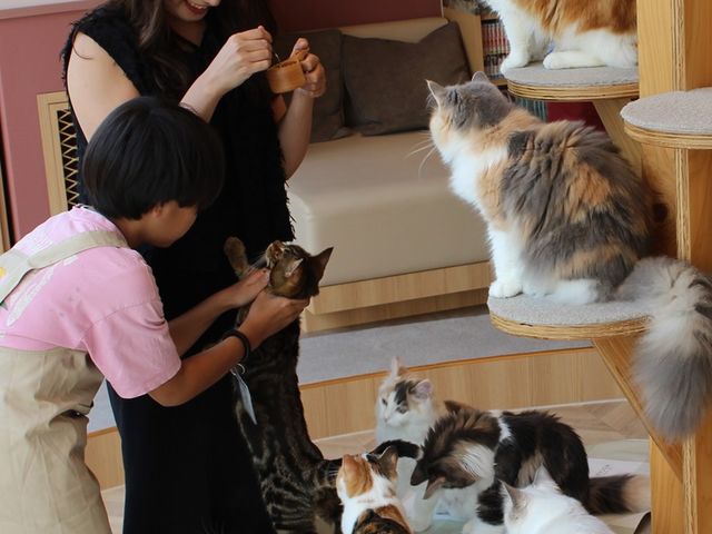 猫カフェMOCHA(モカ)天神大名店