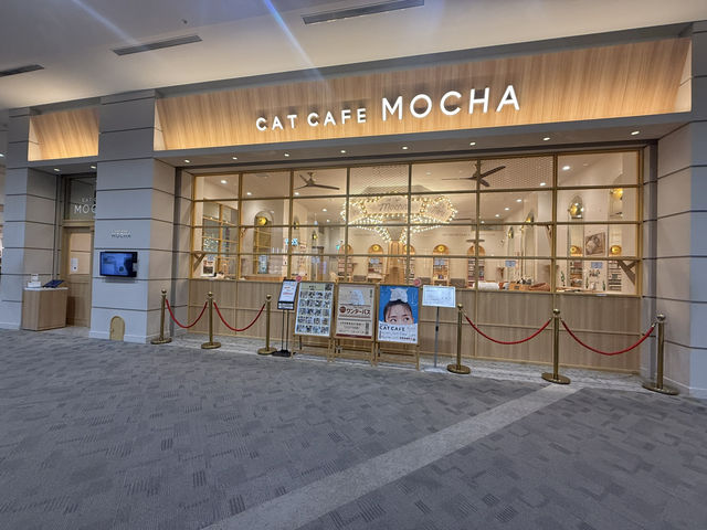 猫カフェMOCHA(モカ)イオンモール福津店