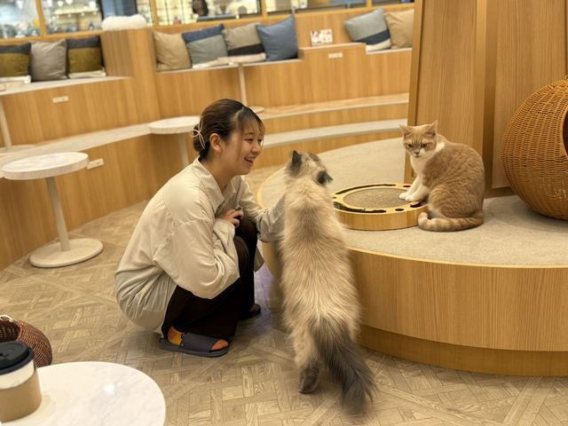 猫カフェMOCHA(モカ)イオンモール福津店