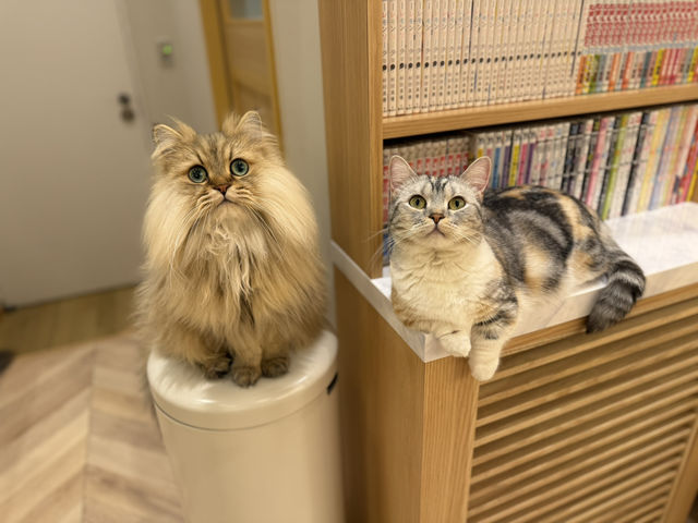 猫カフェMOCHA(モカ)イオンモール福津店
