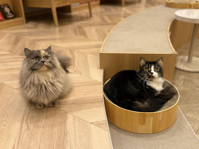 猫カフェMOCHA(モカ)イオンモール福津店
