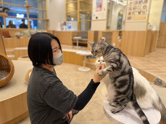 猫カフェMOCHA(モカ)イオンモール福津店
