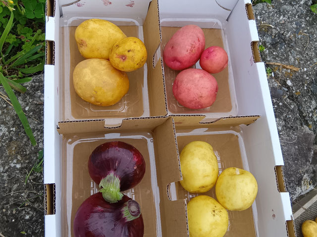 かめきちファーム伊豆