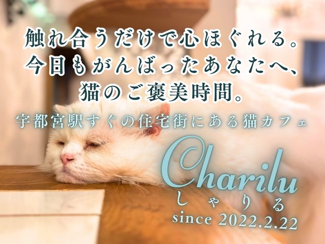 宇都宮で猫カフェといえばここで決まり!
非日常体験もできて日々の疲れやストレスがふっとぶかも🎵
お一人様も、ファミリーも大歓迎!_猫カフェ Charilu-しゃりる-