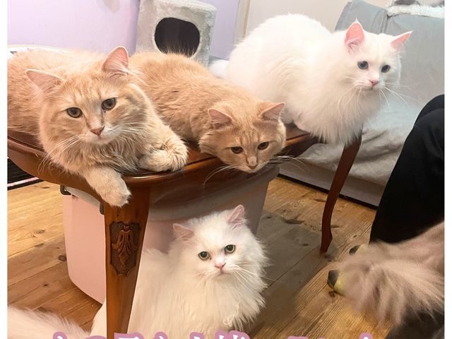 初めましてでも、お膝に乗って
ゴロゴロしちゃう猫さんもいます。夢の猫まみれになれるかも?_猫カフェ Charilu-しゃりる-