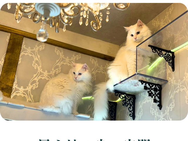 キャットウォークから猫ちゃんの肉球が見えたり、ゆったり貴方だけの癒しのひと時を過ごせます。_猫カフェ Charilu-しゃりる-
