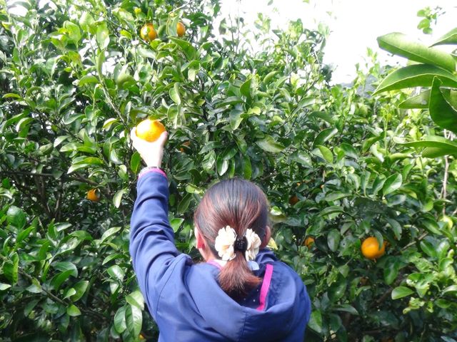 美味しいポンカンをお腹いっぱい食べましょう_ホテルオレンジ オレンジ農園