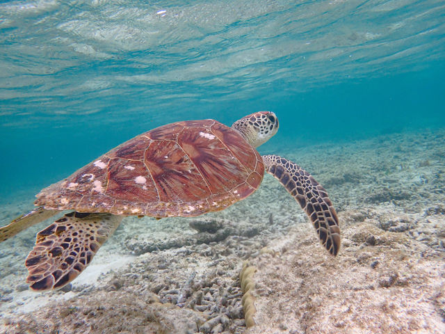 シュノーケルは海亀が現れることも!?_西表カヤックス