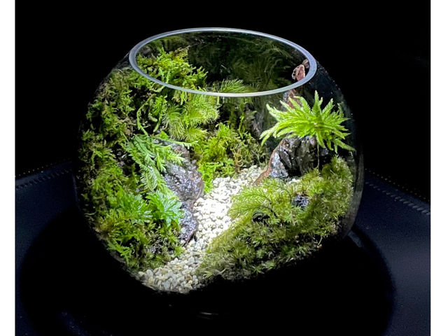 展示品_Moss Country