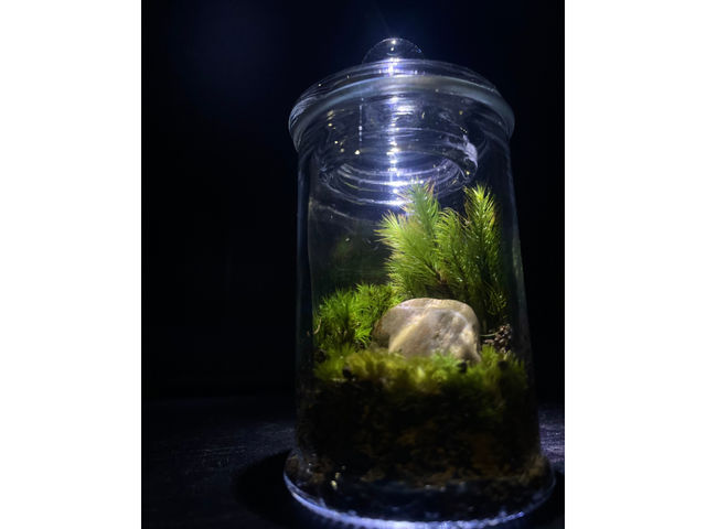 ワークショップ作成例_Moss Country
