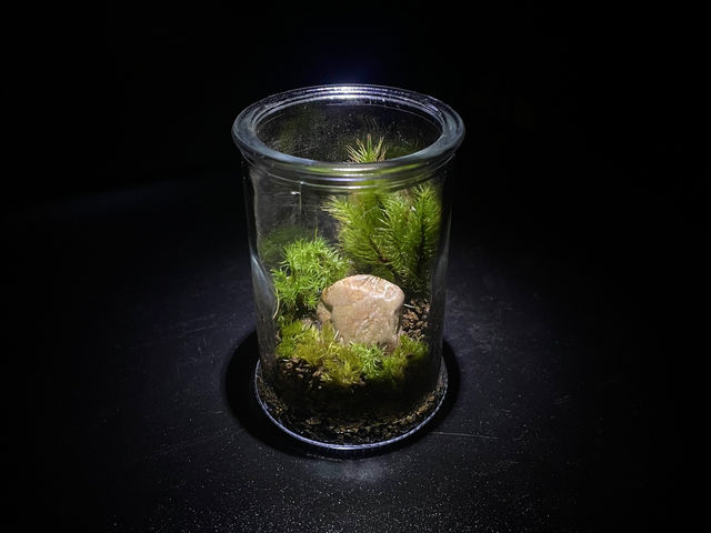 作品例_Moss Country